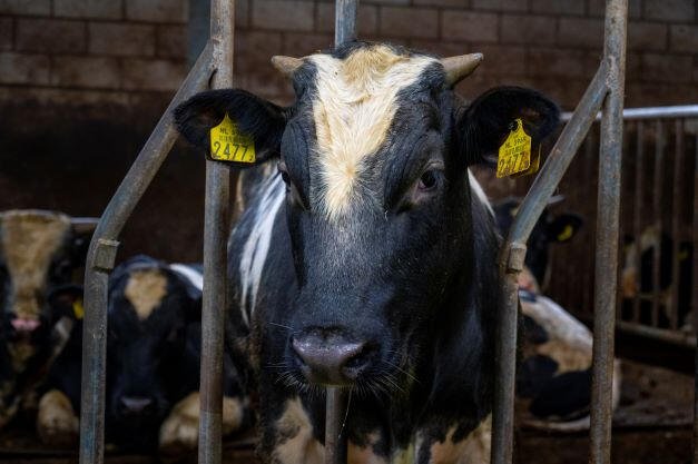 Een koe van de Martina Hoeve waarvan de melk gebruikt wordt voor de heerlijke boerenkaas