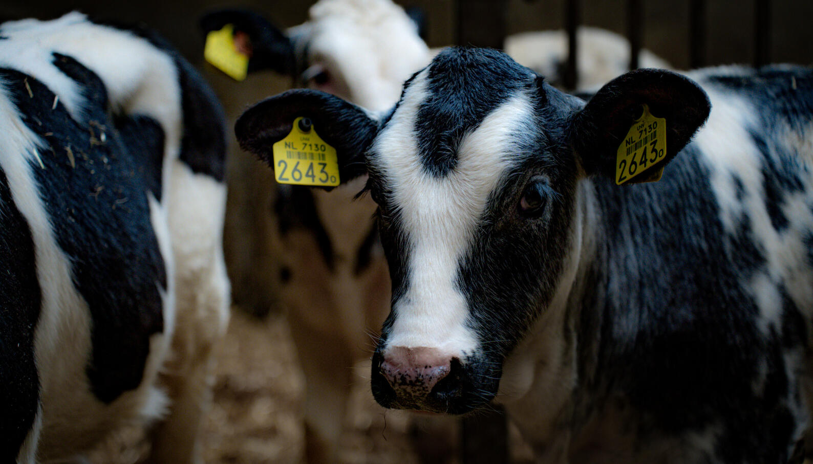 De kalveren van kaasboerderij de Martina Hoeve