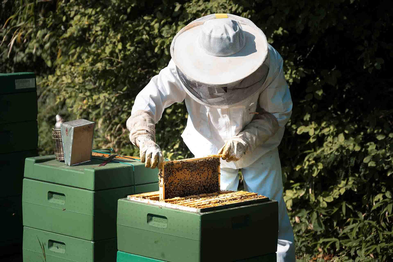 De imker van boerderijwinkel de Martina Hoeve voert een controle uit bij zijn bijen.