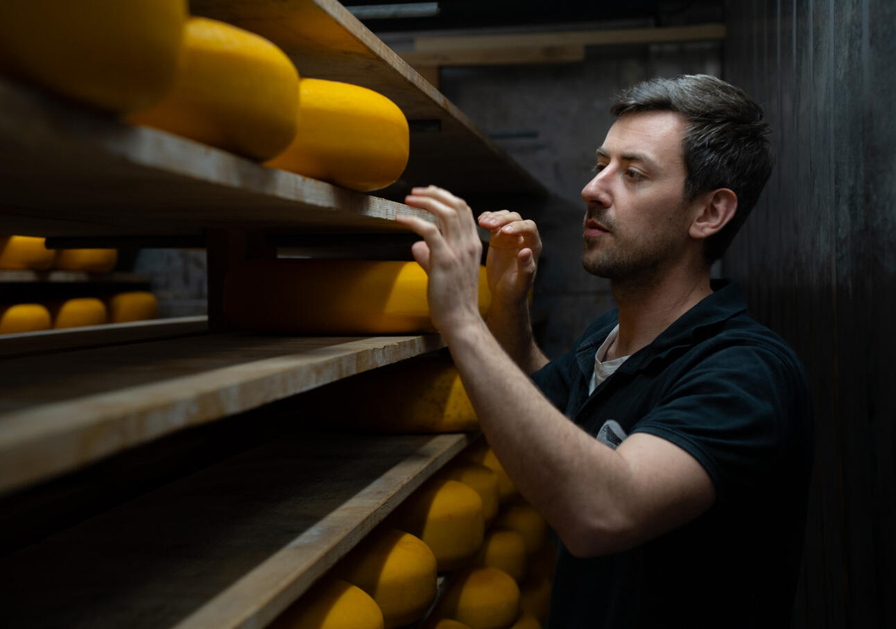 Ambachtelijke kaasmaker draait jonge boerderij kazen met de hand in kaasmakerij van Martina Hoeve